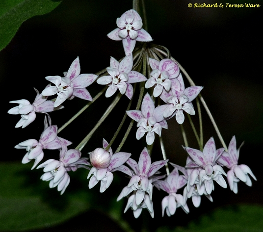 {Asclepias quadrifolia}